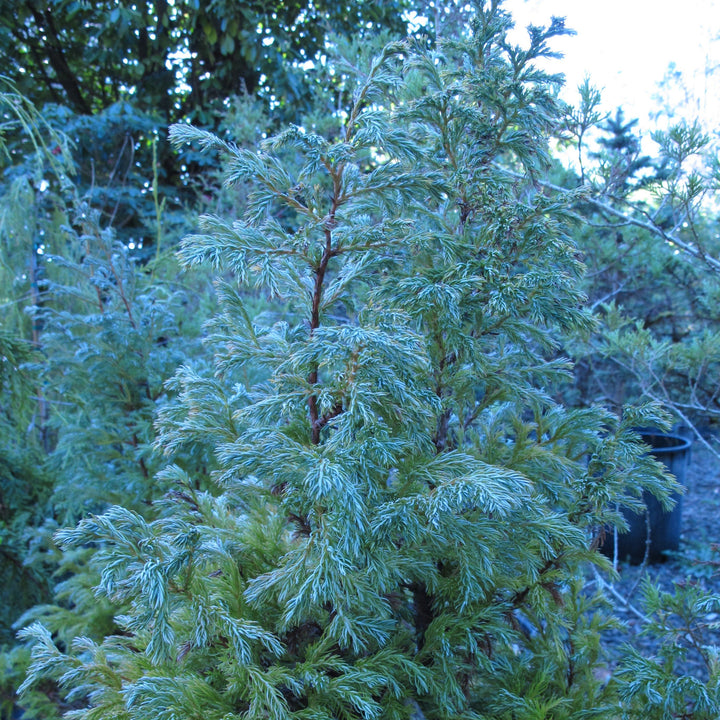 Chamaecyparis pisifera 'True Blue' ~ True Blue Falsecypress