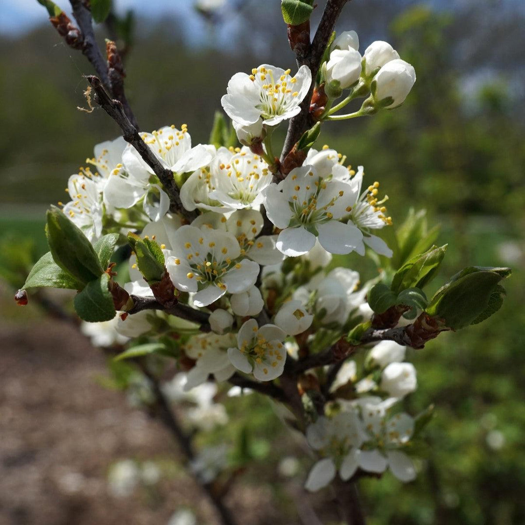 Prunus maritima ~ Beach Plum