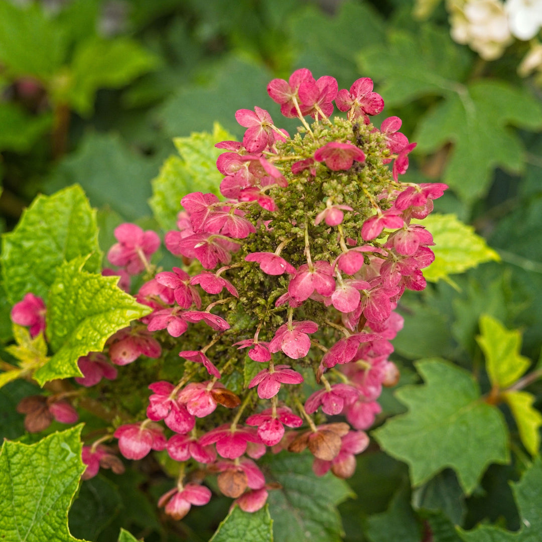 Hydrangea Oakleaf 'Ruby Slippers'