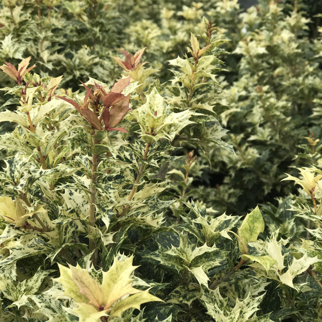 Osmanthus heterophyllus 'Goshiki' ~ Goshiki False Holly