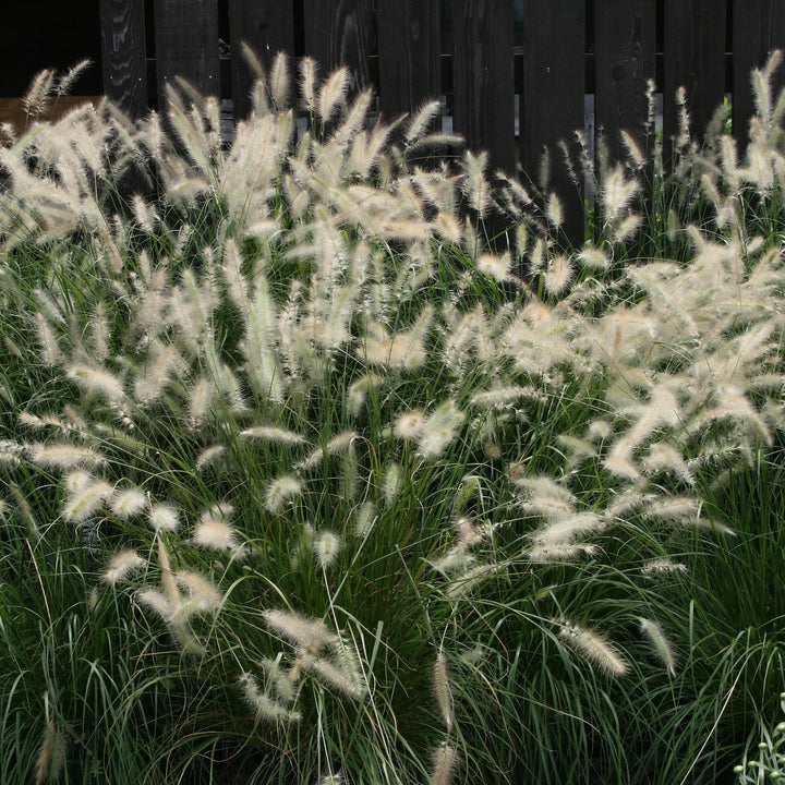 Pennisetum alopecuroides 'Cassian' ~ Cassian Fountain Grass