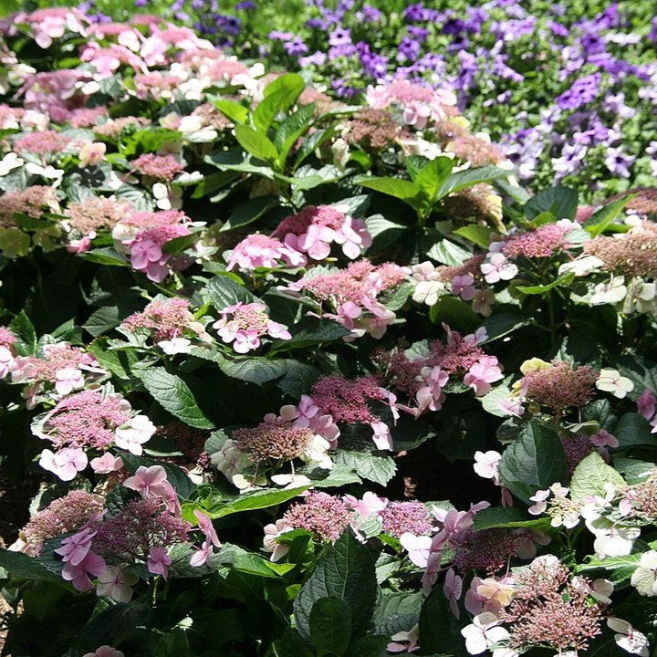 Hydrangea macrophylla 'Tokyo Delight' ~ Tokyo Delight Hydrangea