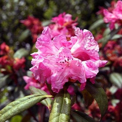 Rhododendron x 'Landmark' ~ Landmark Rhododendron