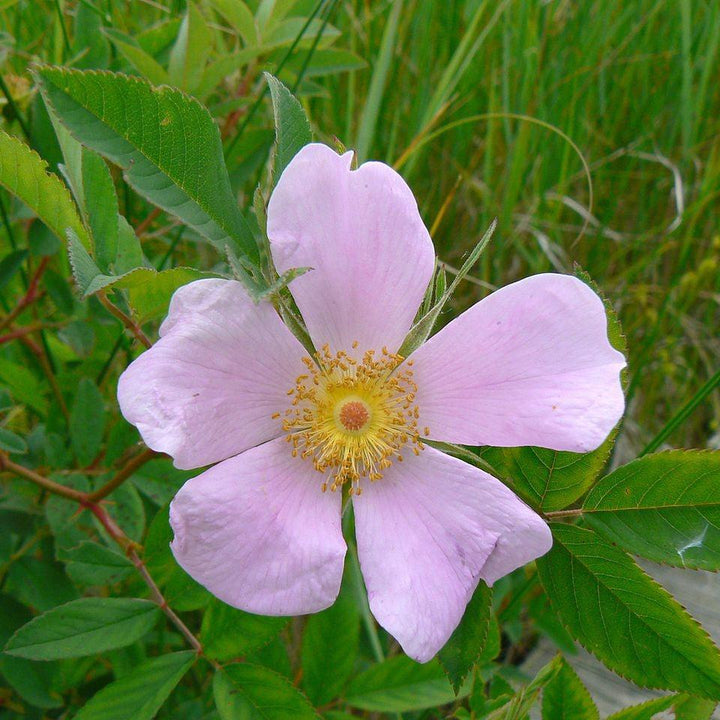 Rosa virginiana ~ Virginia Rose