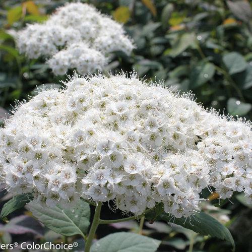 Spiraea x 'SMSMBK' ~ Double Play® Blue Kazoo Spirea