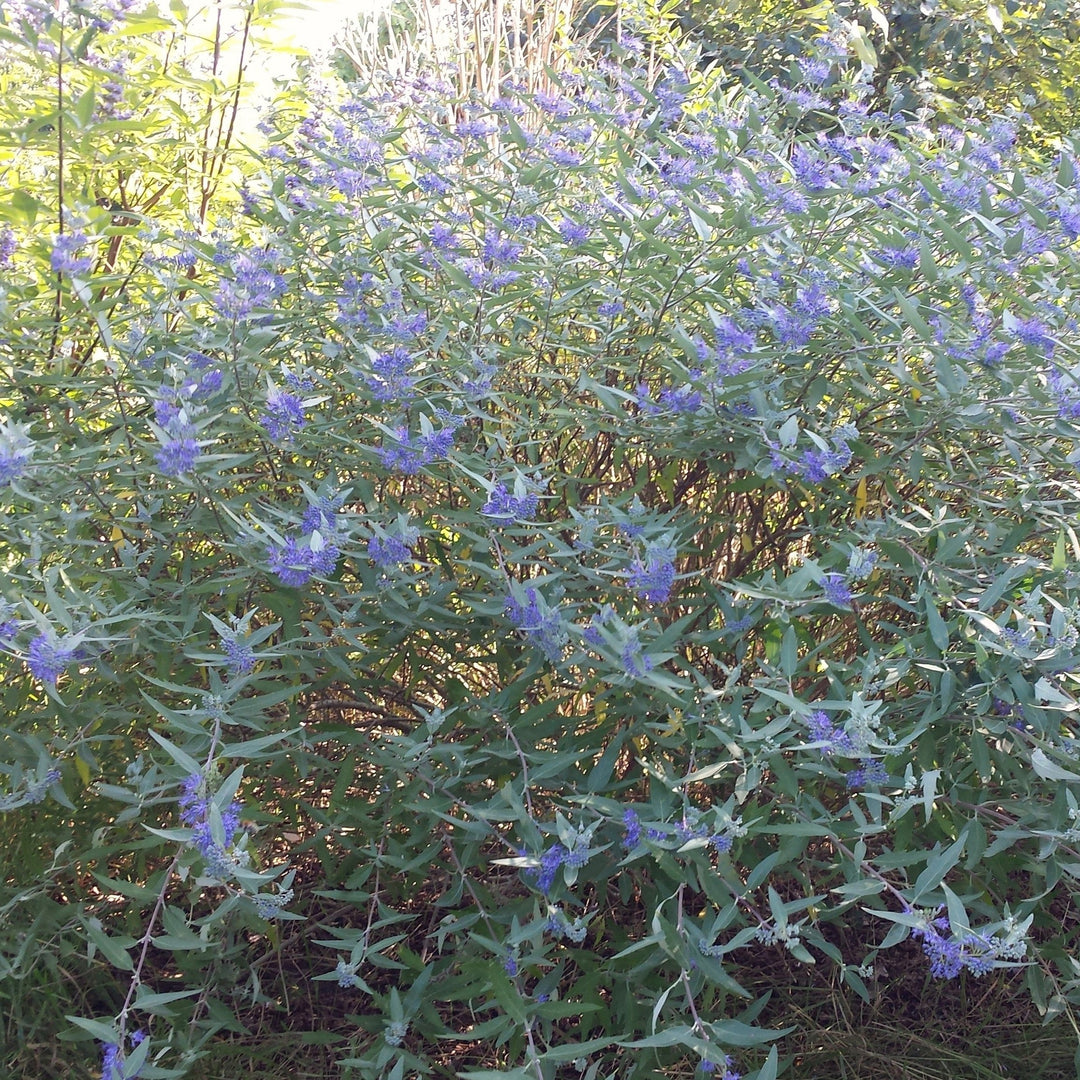 Caryopteris x clandonensis ‘Longwood Blue' ~ Longwood Blue Bluebeard