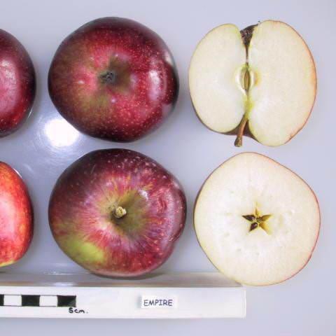 Malus 'Empire' ~ Empire Apple