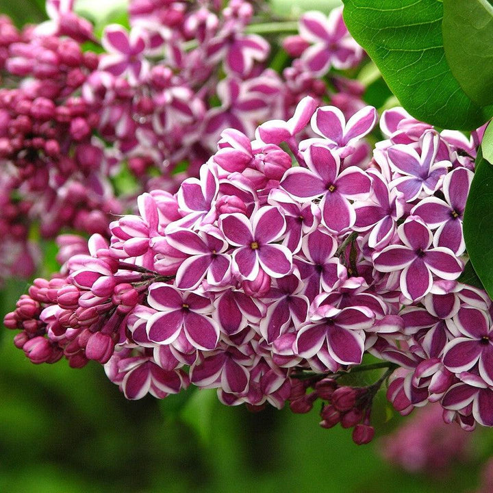 Syringa vulgaris 'Sensation' ~ Sensation Lilac