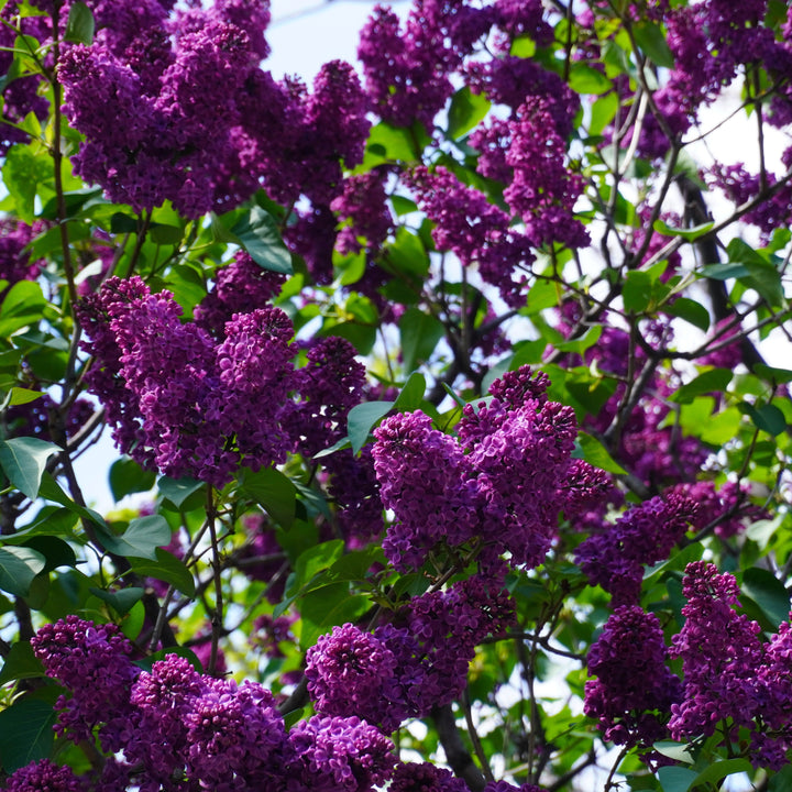 Syringa vulgaris 'Yankee Doodle' ~ Yankee Doodle Lilac