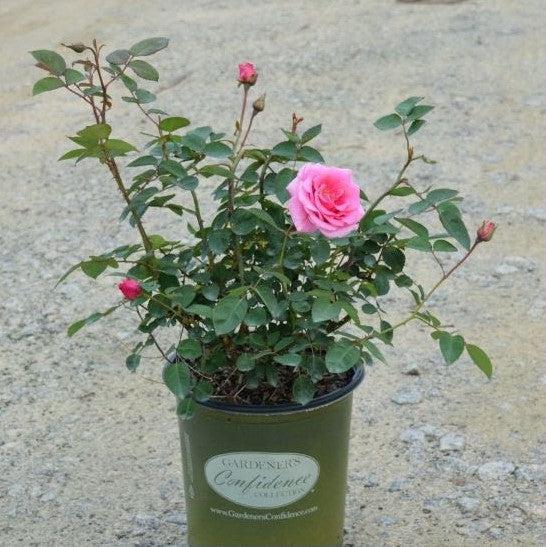 Rosa x 'PNKTER' PP32266 ~ Echo® Brindabella™ Pink Princess Rose