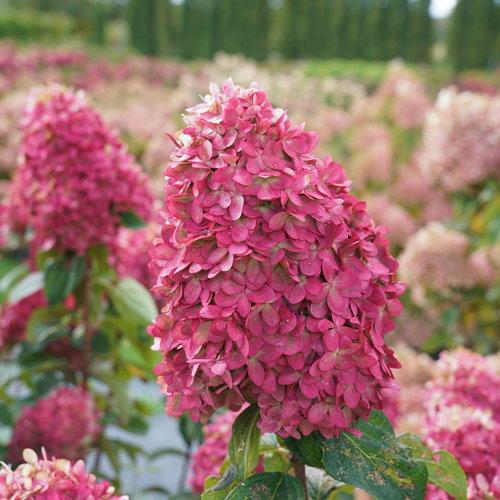 Hydrangea 'Limelight Prime'