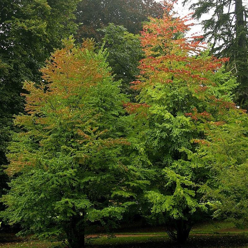 Cercidiphyllum japonicum ~ Katsura Tree