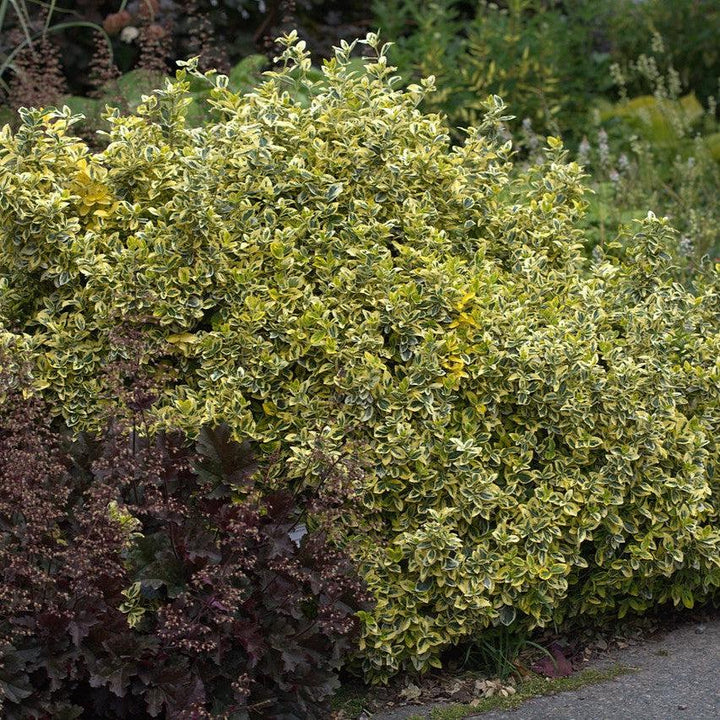 Euonymus fortunei 'Emerald N' Gold' ~ Emerald N' Gold Euonymus