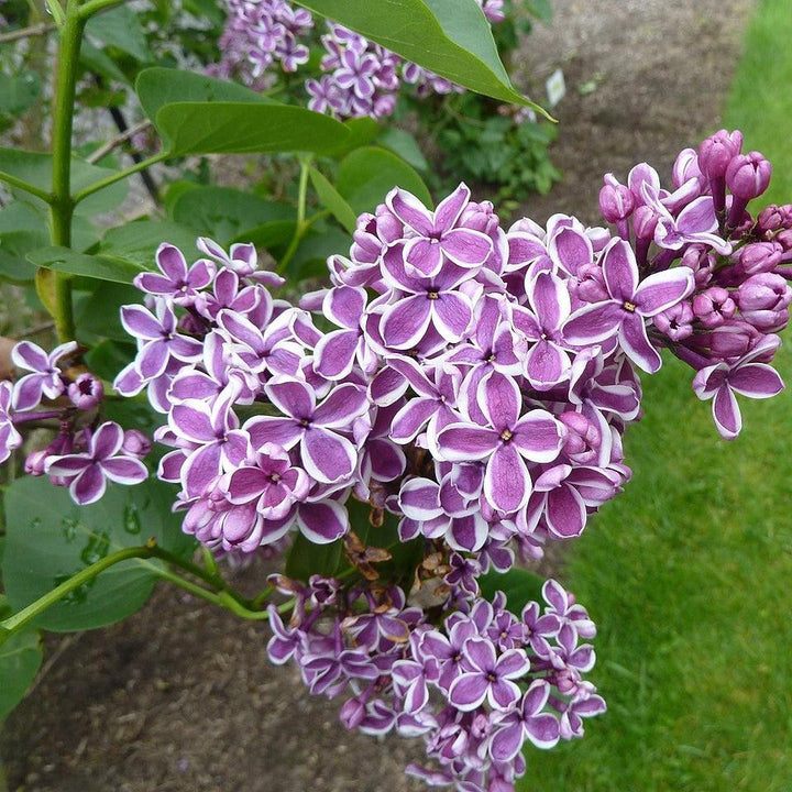 Syringa vulgaris 'Sensation' ~ Sensation Lilac