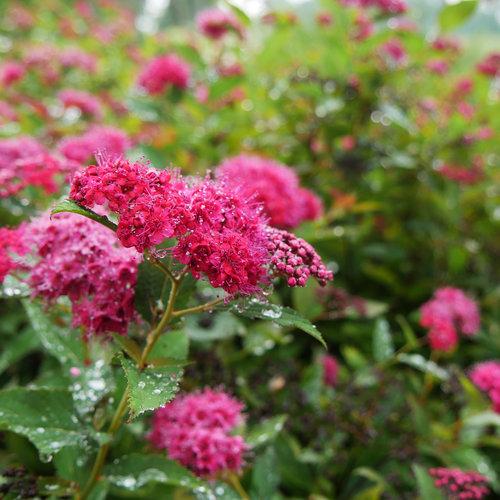 Spiraea x 'NCSX2' ~ Double Play® Doozie Spirea