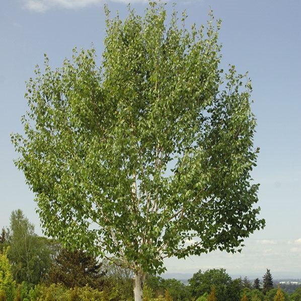 Betula jacquemontii ~ Himalayan Birch