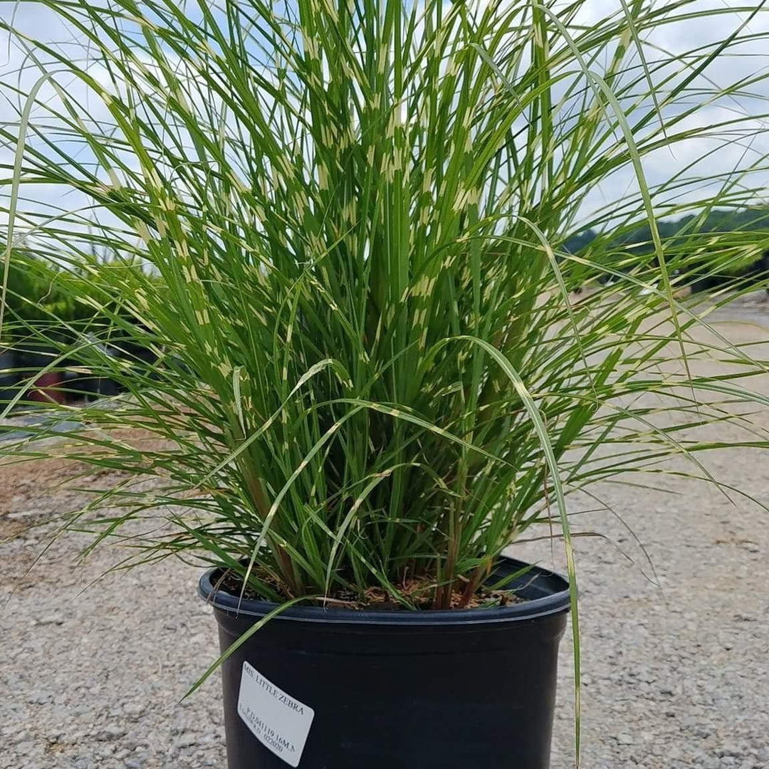 Miscanthus sinensis 'Little Zebra' ~ Little Zebra Maiden Grass