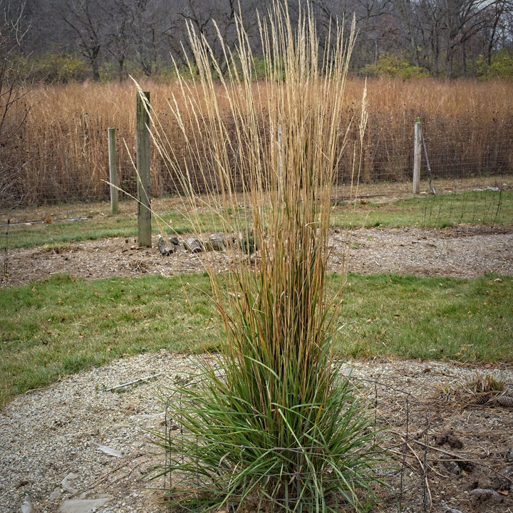 Calamagrostis x acutiflora 'Avalanche' ~ Avalanche Feather Reed Grass