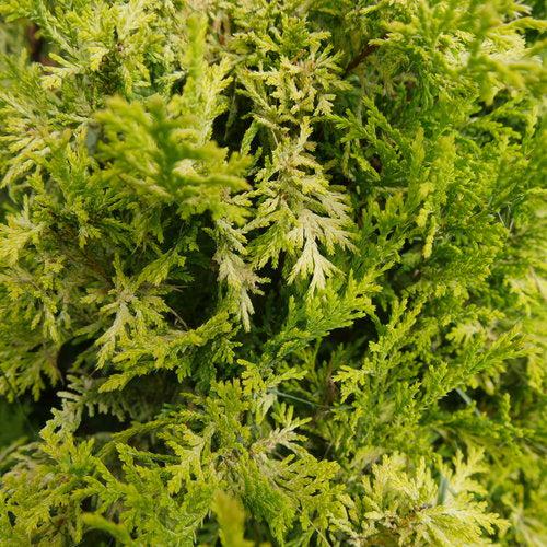 Chamaecyparis pisifera 'FARROWCGMS' ~ Soft Serve® Gold False Cypress