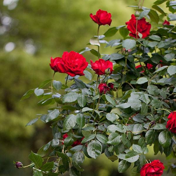 Rosa 'Dublin Bay' ~ Dublin Bay Rose