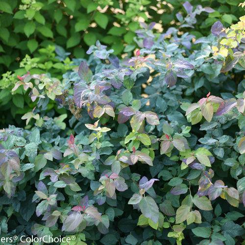 Spiraea x 'SMSMBK' ~ Double Play® Blue Kazoo Spirea