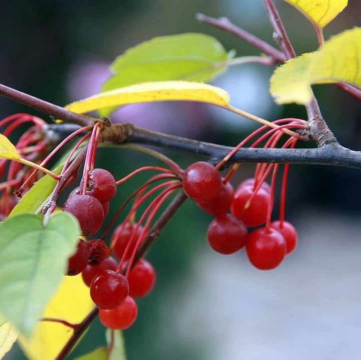 Malus sargentii ~ Sargent Crabapple