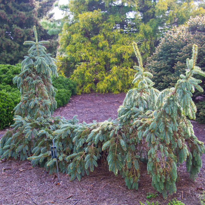 Picea pungens 'The Blues' ~ The Blues Blue Spruce