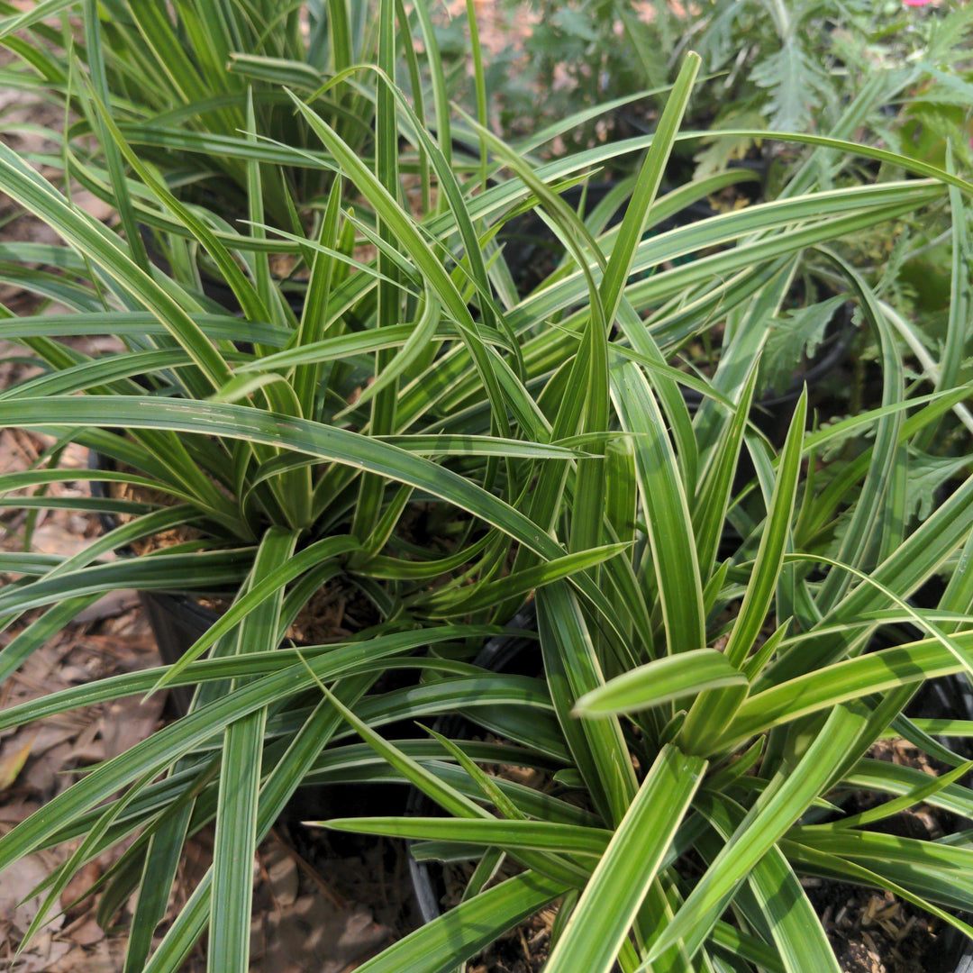 Carex morrowii 'Ice Dance' ~ Ice Dance Sedge