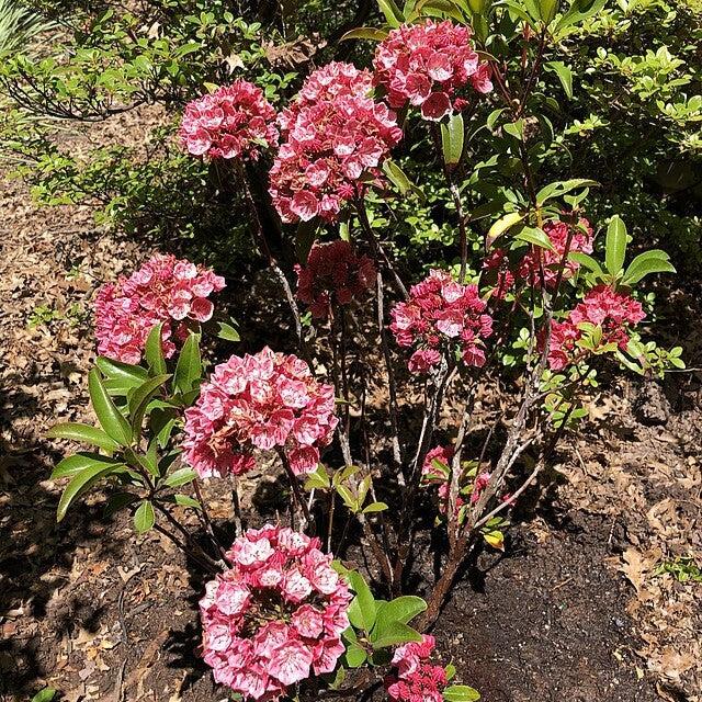 Kalmia latifolia 'Raspberry Glow' ~ Raspberry Glow Mountain Laurel