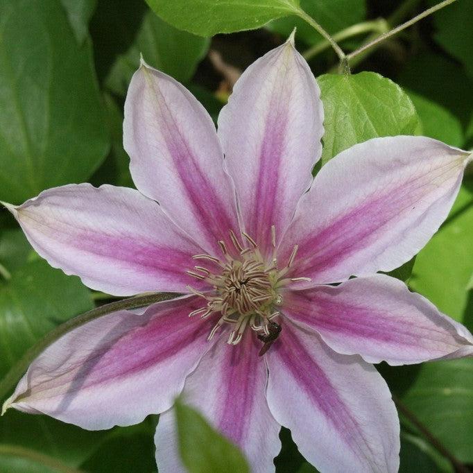 Clematis sp. ~ Clematis