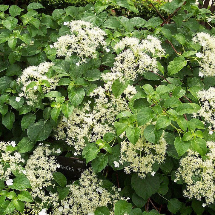 Climbing Hydrangea