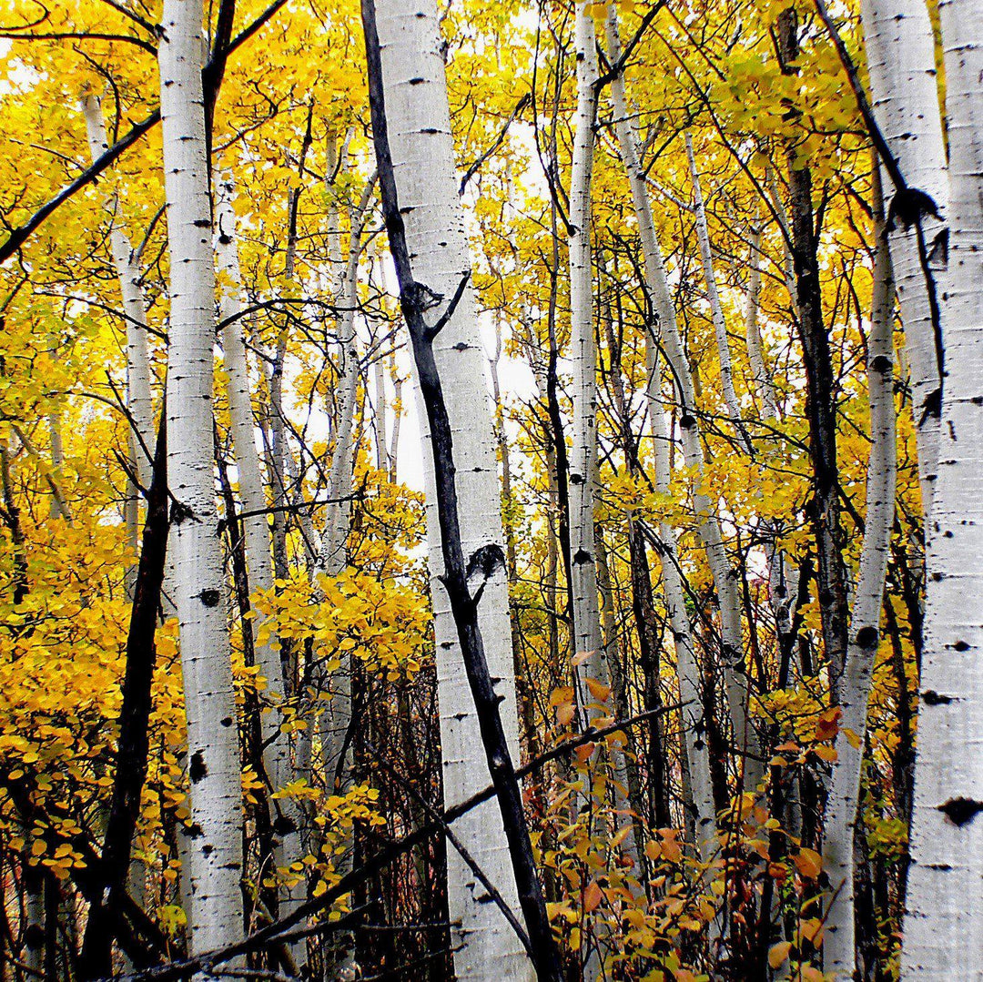 Populus tremuloides ~ Quaking Aspen