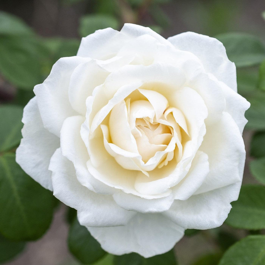 Rosa 'Meiradena' ~ Icecap™ Rose