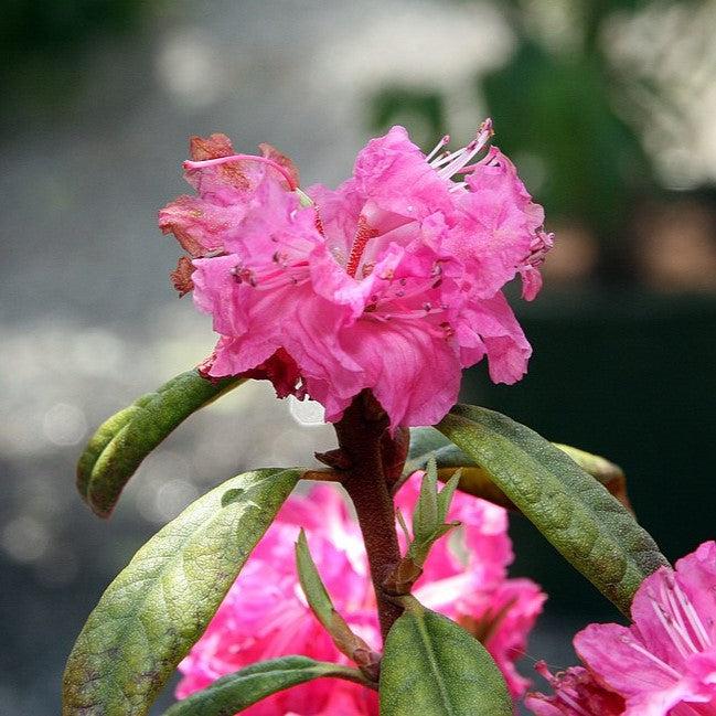 Rhododendron x 'Landmark' ~ Landmark Rhododendron