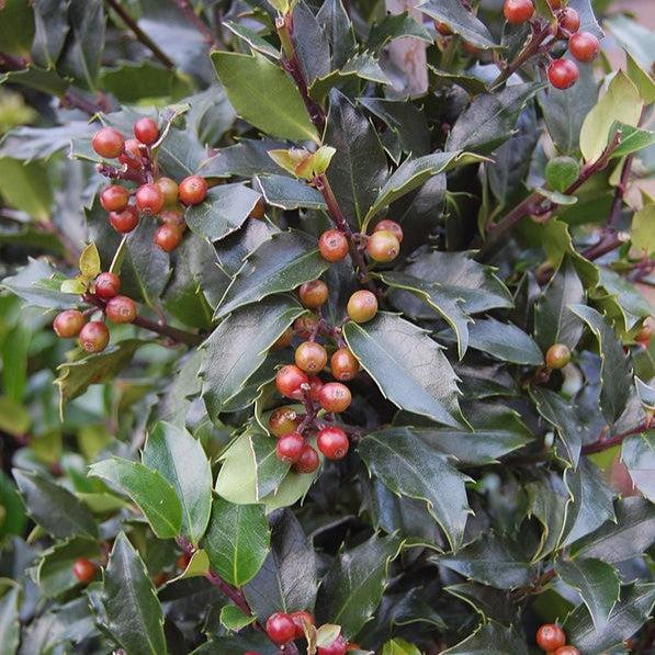 Ilex x meserveae 'Blue Maid' ~ Blue Maid Holly