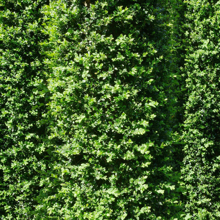 Buxus sempervirens 'Highlander' ~ Highlander Boxwood