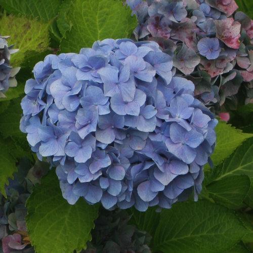 Hydrangea macrophylla 'Vienna Rawi' ~ Cityline® Vienna Hydrangea