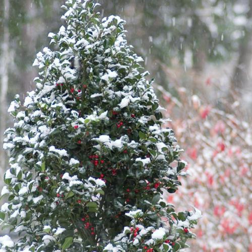 Ilex x meserveae 'Hachfee' ~ Castle Spire® Blue Holly