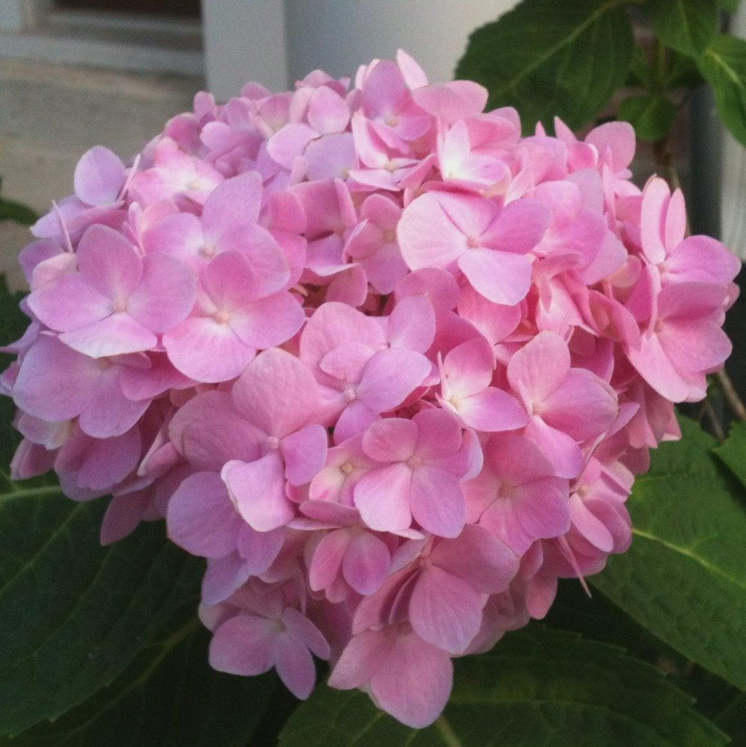 Hydrangea 'Endless Summer' Original