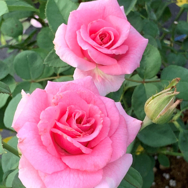 Rosa x 'PNKTER' PP32266 ~ Echo® Brindabella™ Pink Princess Rose