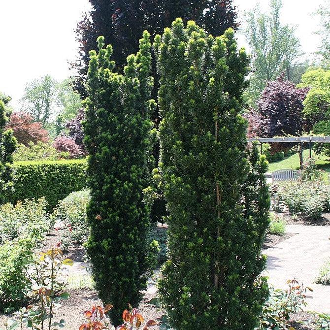 Taxus x media 'Maureen' ~ Maureen Columnar Yew