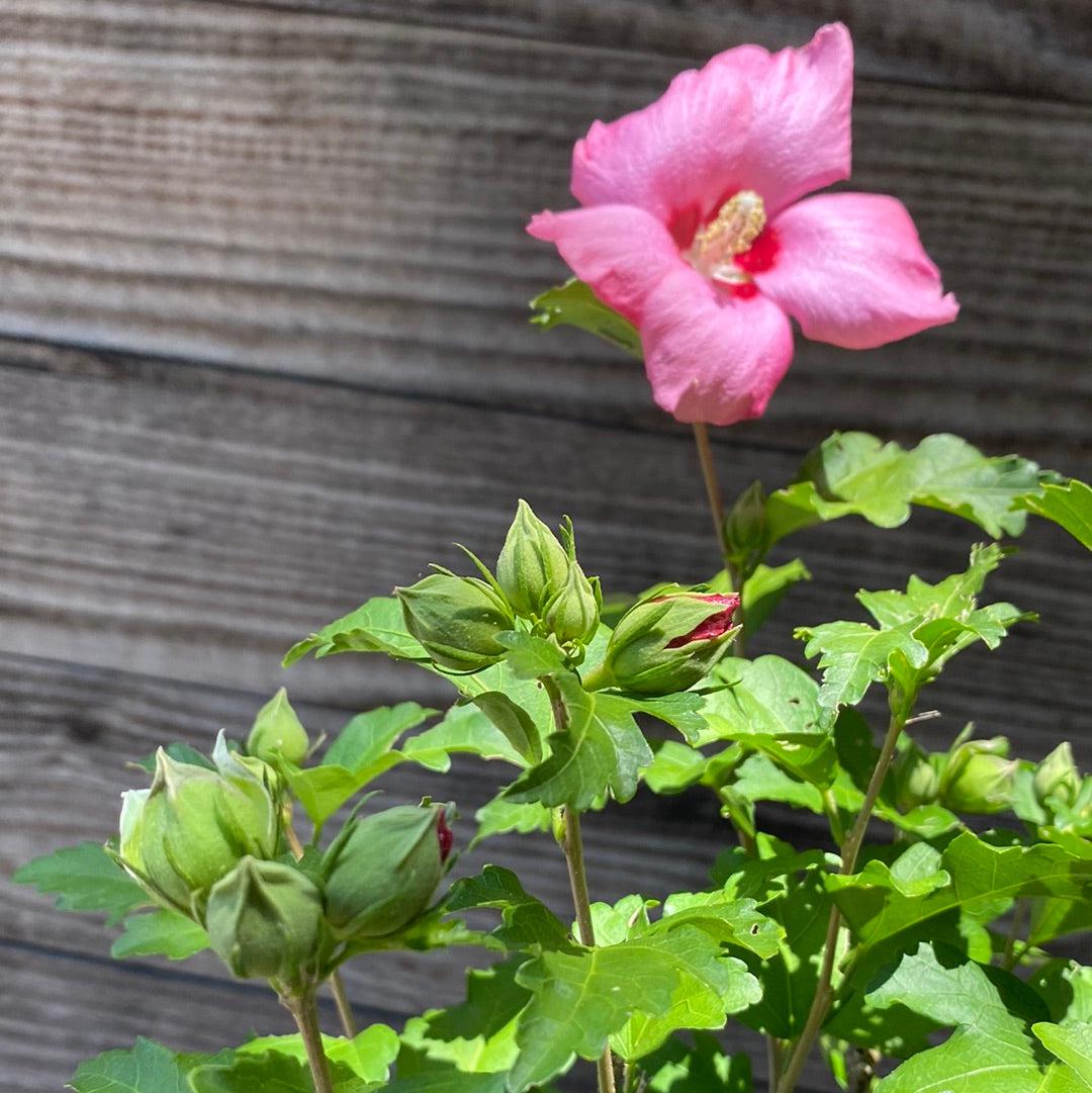 Hibiscus syriacus 'Aphrodite' ~ Aphrodite Rose of Sharon