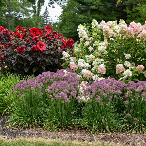 Hydrangea 'Fire Light'