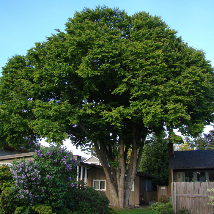 Cercidiphyllum japonicum ~ Katsura Tree