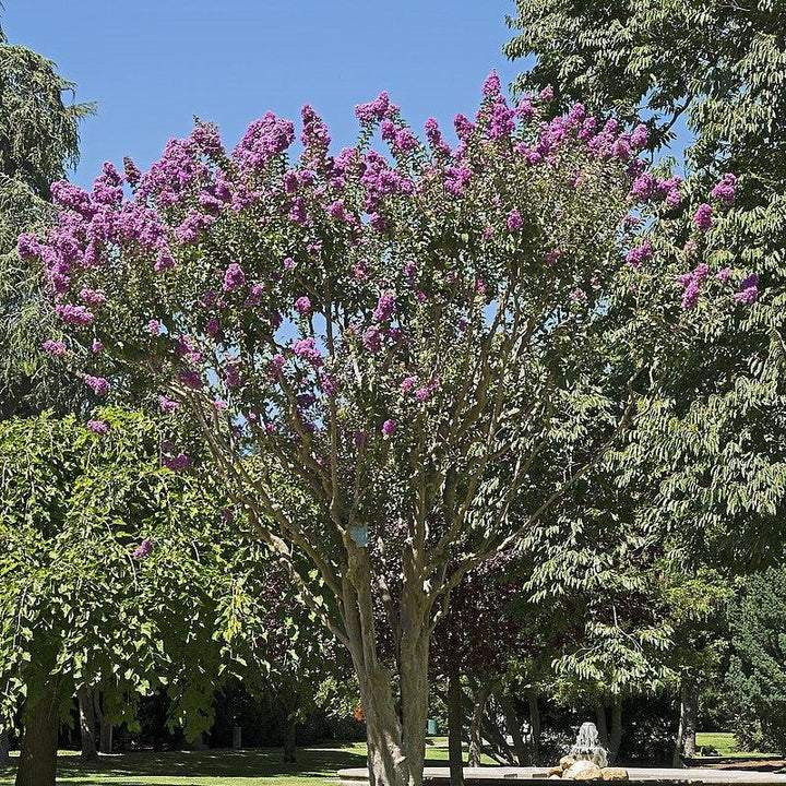 Lagerstroemia indica ~ Crape Myrtle