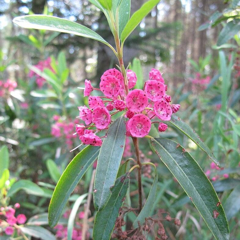 Kalmia angustifolia 'Hammonasset' ~ Hammonasset Sheep Laurel