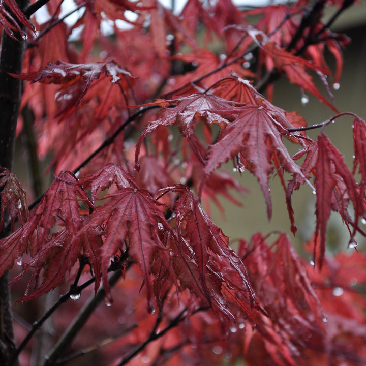 Acer palmatum 'Purple Ghost' ~ Purple Ghost Japanese Maple