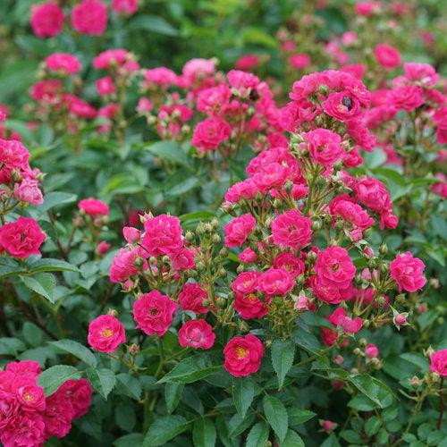 Rosa x 'Phyllis Sherman'  ~ Oso Easy Peasy® Rose