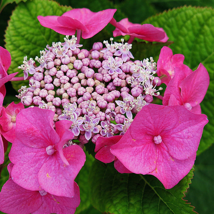 Hydrangea 'Cherry Explosion'