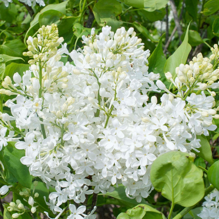 Syringa vulgaris 'G13103' ~ New Age™ White Lilac